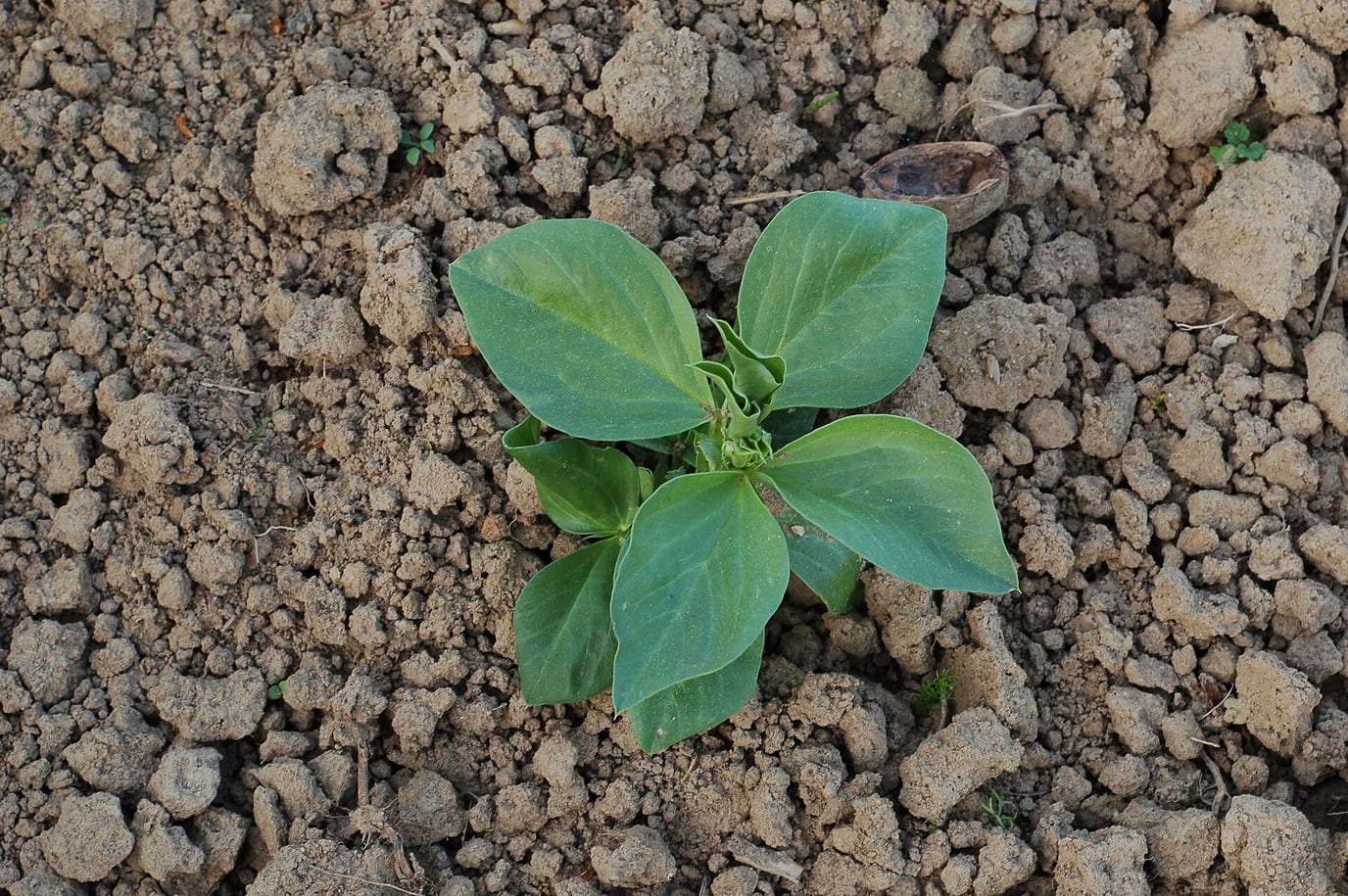 Jeune plant de fève vu de dessus sur un sol nu, trois semaines après la levée