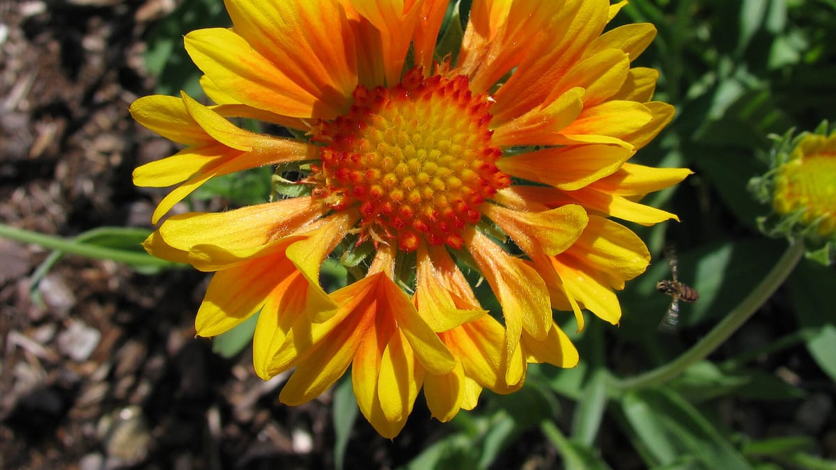 Gaillarde