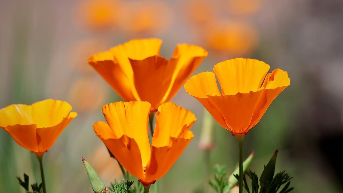 Pavot de Californie