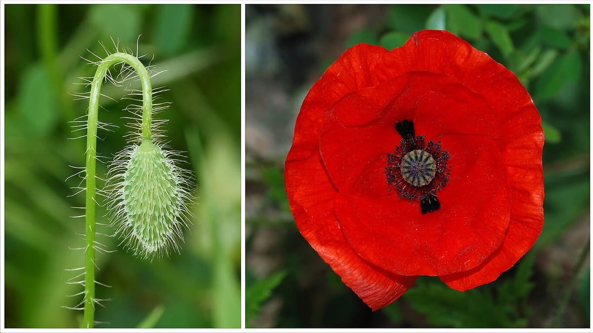 Coquelicot