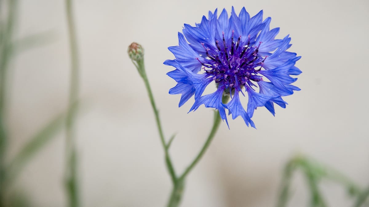 Bleuet