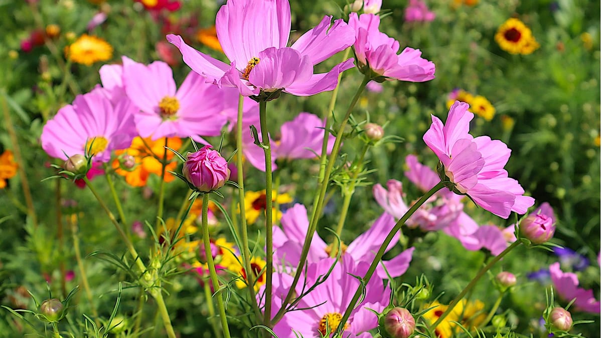 Cosmos