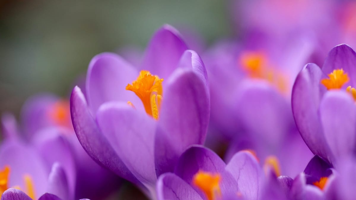 Crocus