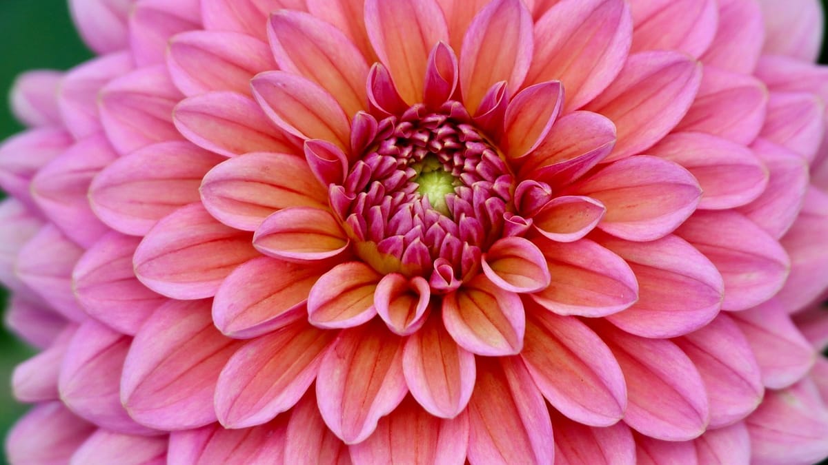 Dahlia