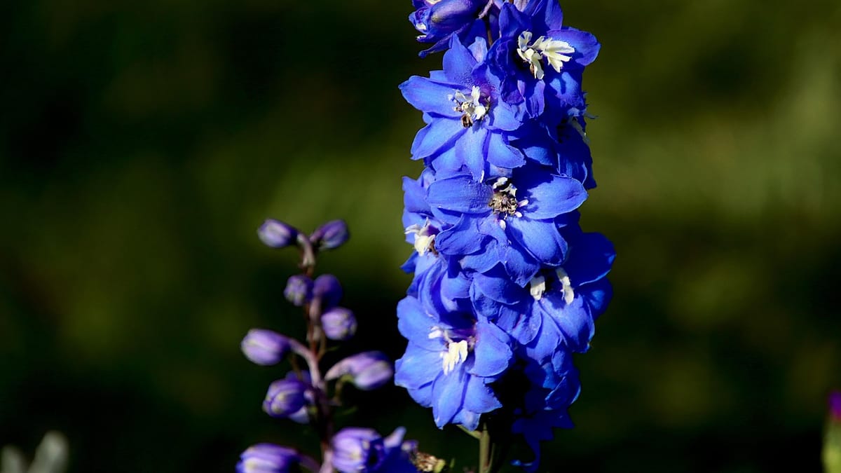 Delphinium (pied-d'alouette vivace)