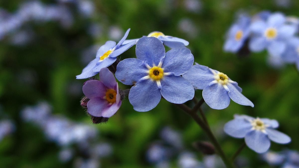 Myosotis