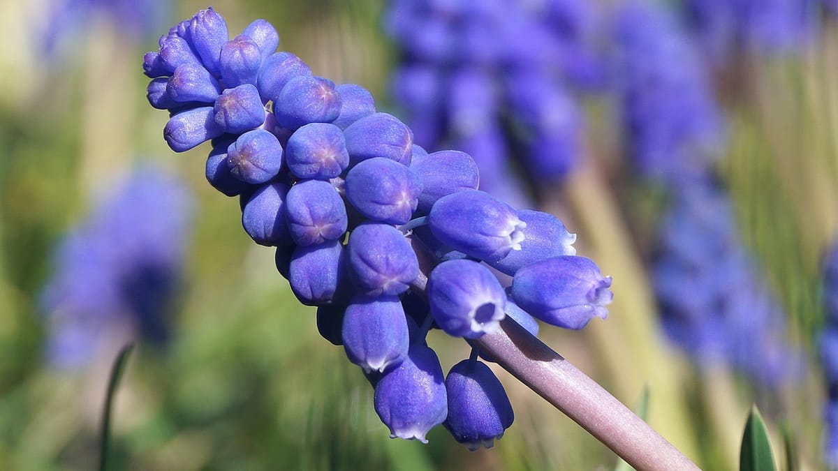 Muscari