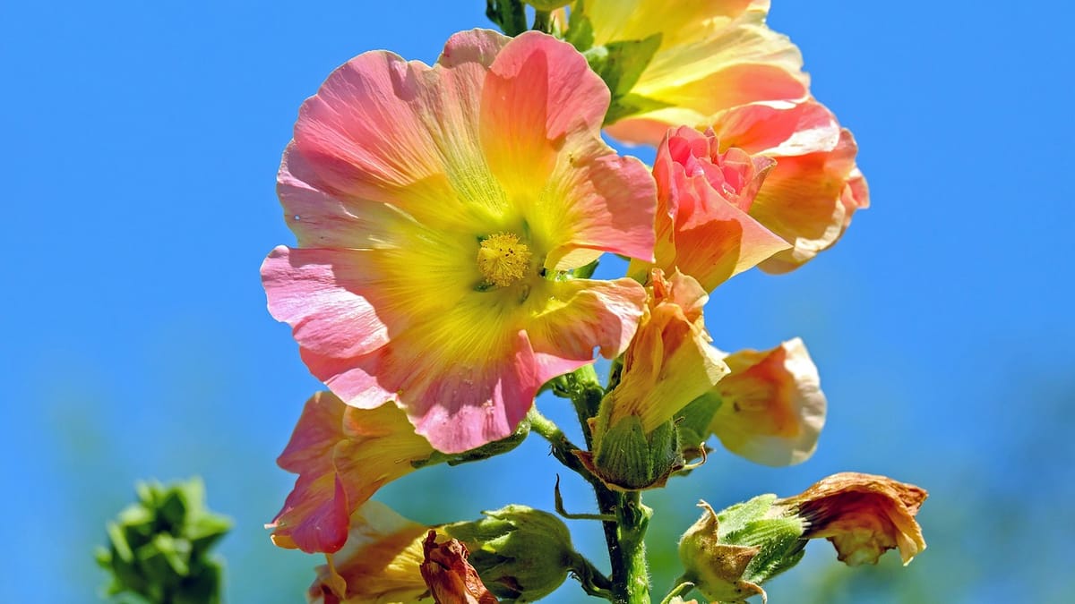 Rose trémière