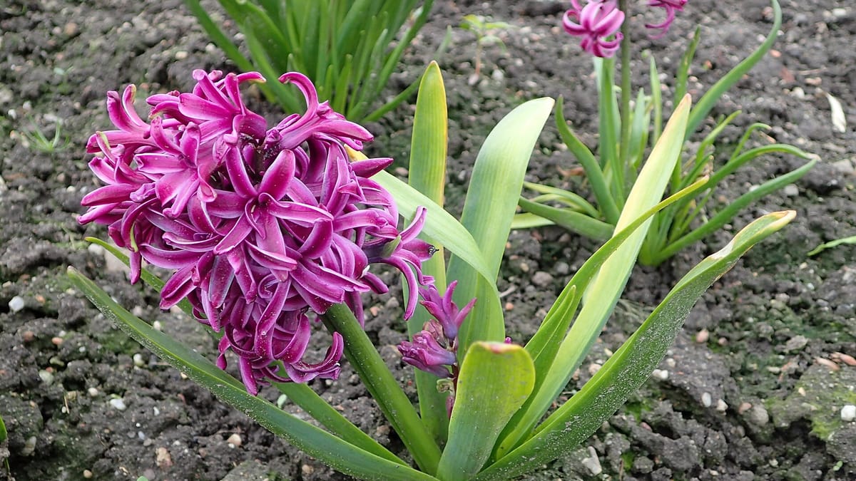 Jacinthe