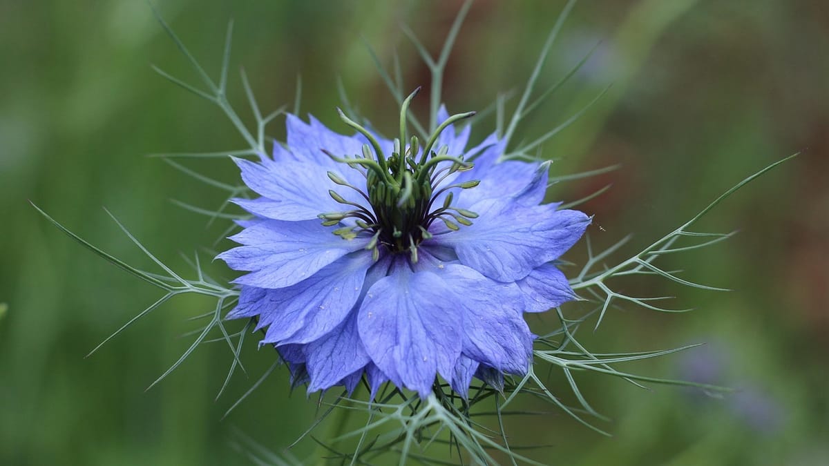Nigelle de Damas