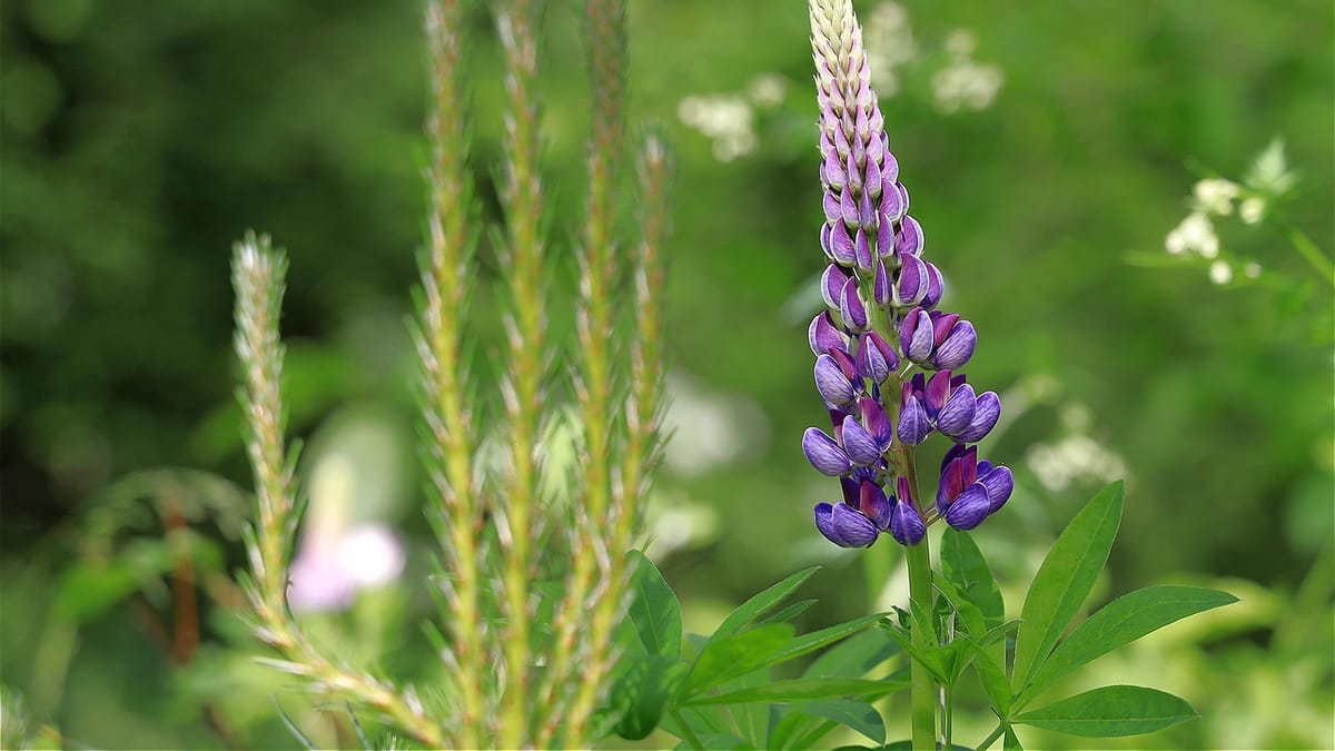 Lupin