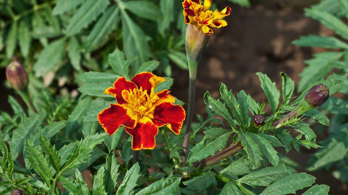 Œillet d'Inde / rose d'Inde (tagète)