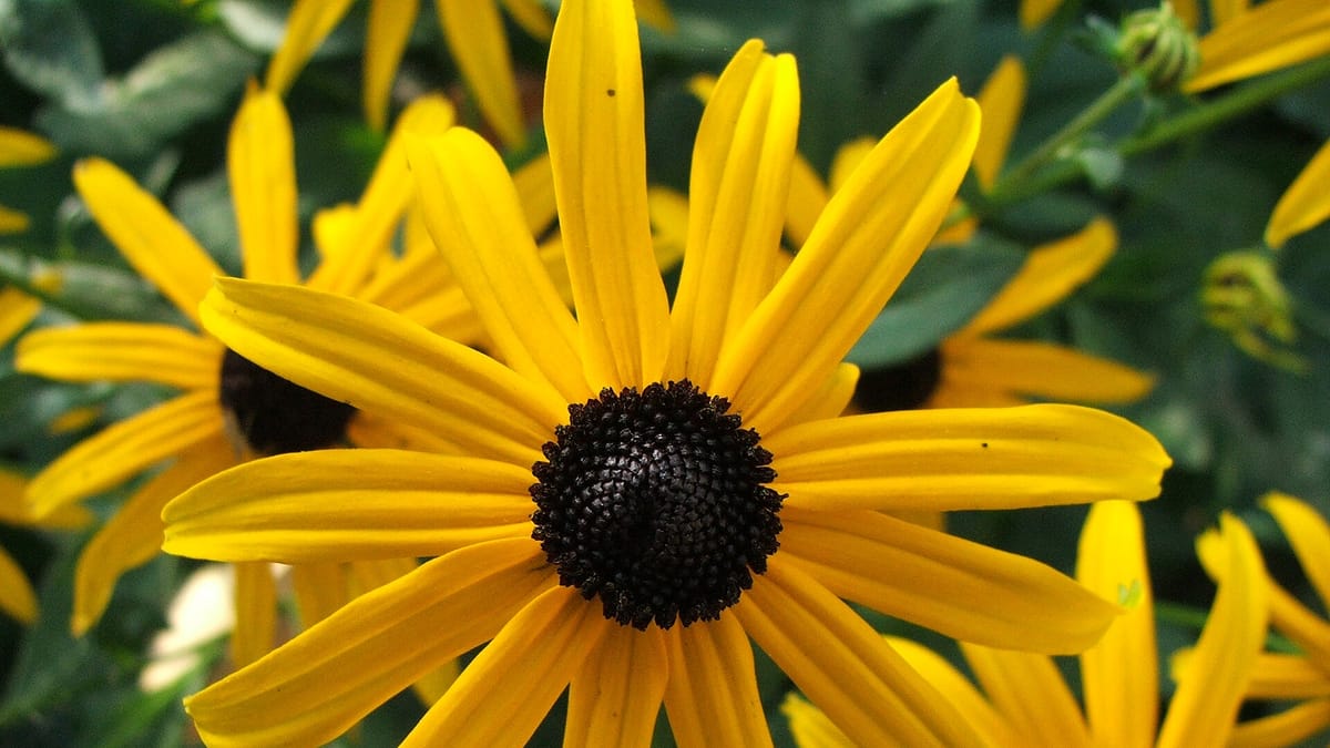 Rudbeckia