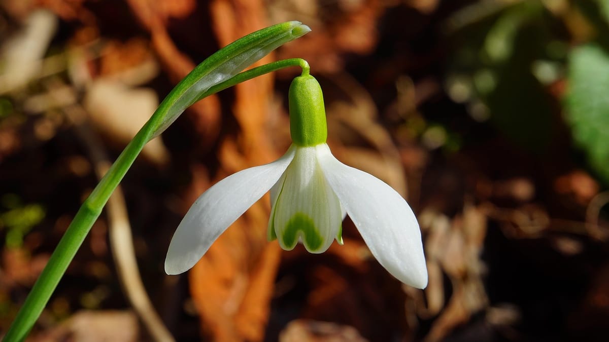 Perce-neige