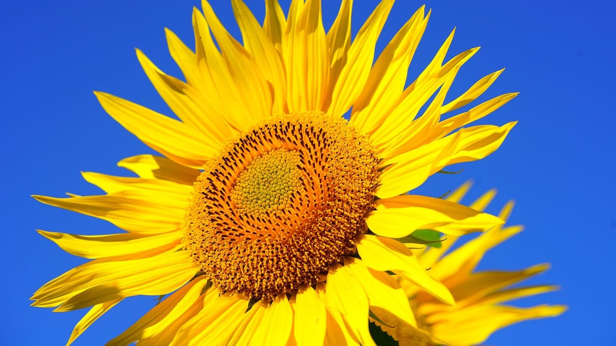 Tournesol