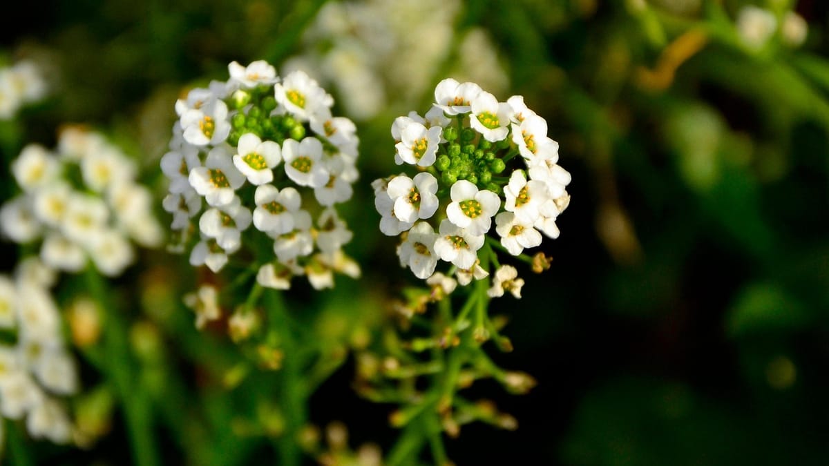 Alysse odorante