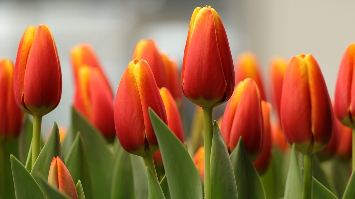 Tulipe