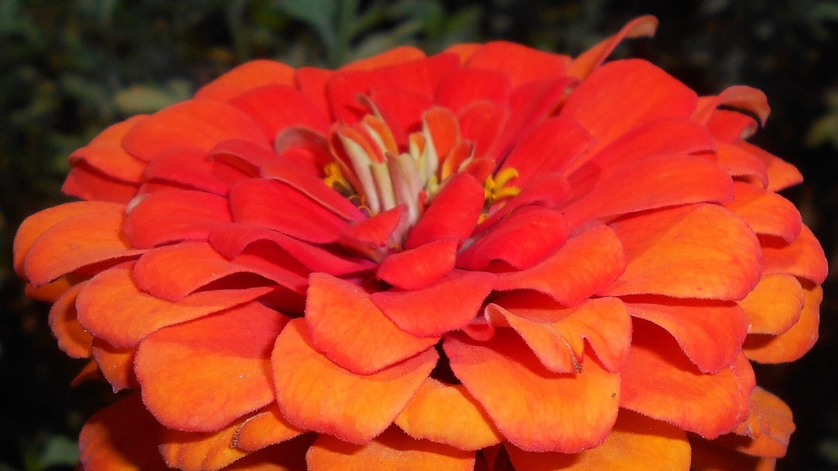 Zinnia